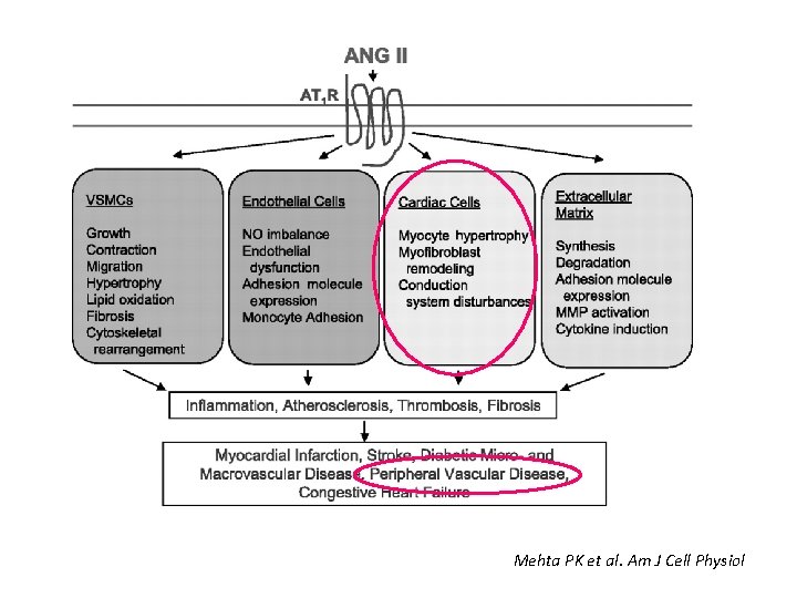 Mehta PK et al. Am J Cell Physiol 