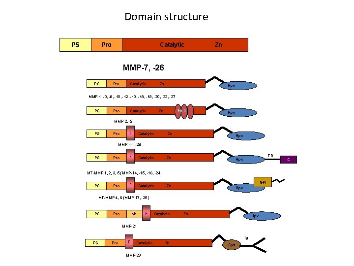 Domain structure PS Pro Catalytic Zn MMP-7, -26 PS Pro Catalytic Zn Hpx MMP-1,