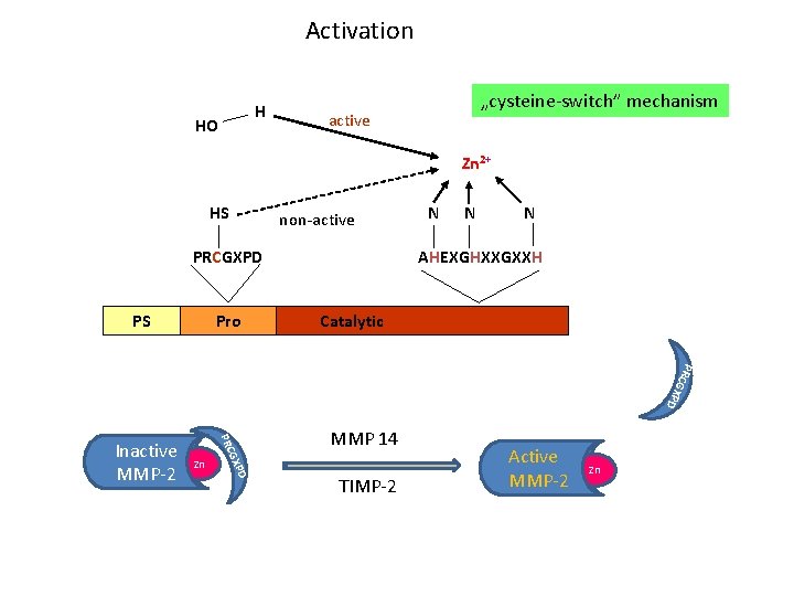 Activation H HO „cysteine-switch” mechanism active Zn 2+ HS non-active PRCGXPD PS Pro N