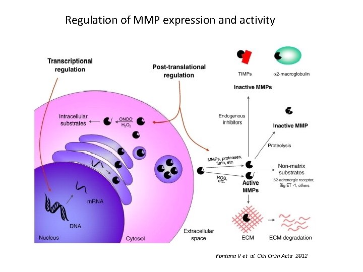 Regulation of MMP expression and activity Fontana V et al. Clin Chim Acta 2012