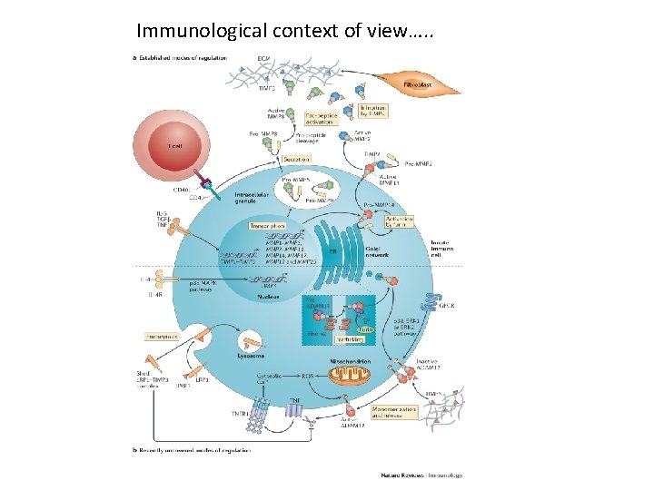 Immunological context of view…. . 