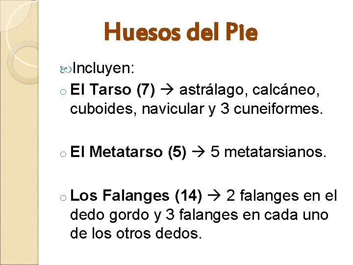 Huesos del Pie Incluyen: o El Tarso (7) astrálago, calcáneo, cuboides, navicular y 3