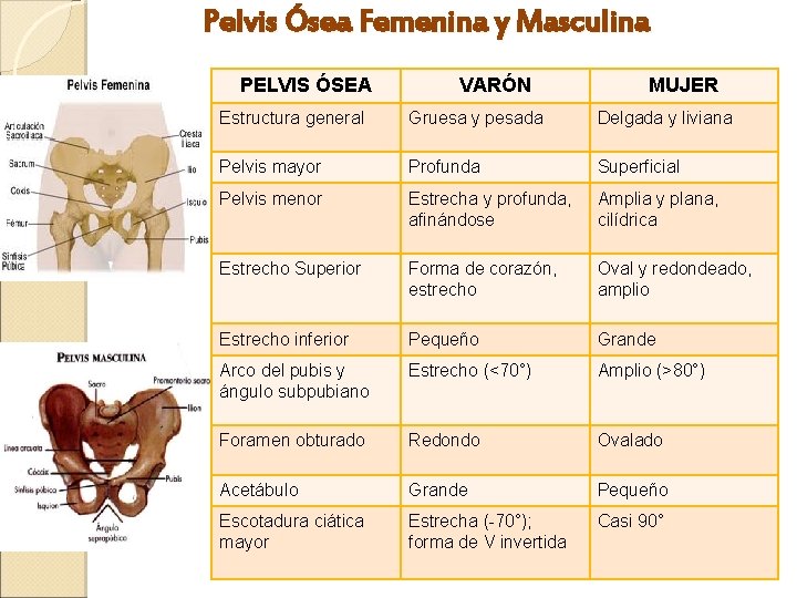 Pelvis Ósea Femenina y Masculina PELVIS ÓSEA VARÓN MUJER Estructura general Gruesa y pesada