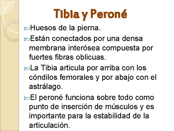 Tibia y Peroné Huesos de la pierna. Están conectados por una densa membrana interósea