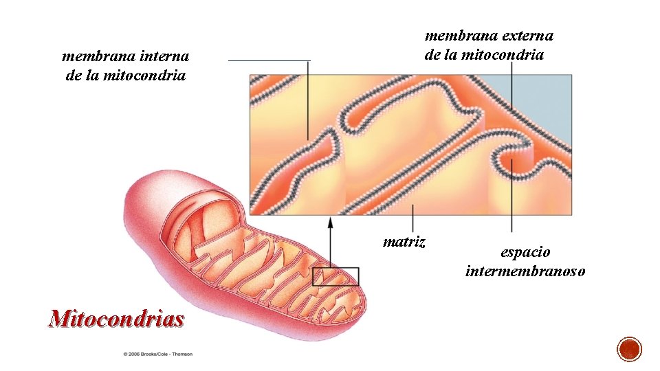 membrana interna de la mitocondria membrana externa de la mitocondria matriz Mitocondrias espacio intermembranoso