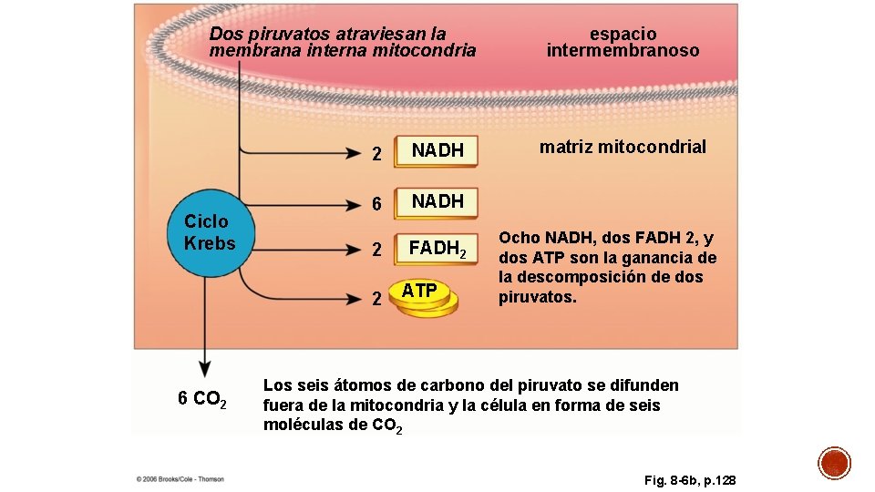 Dos piruvatos atraviesan la membrana interna mitocondria Ciclo Krebs 2 NADH 6 NADH 2