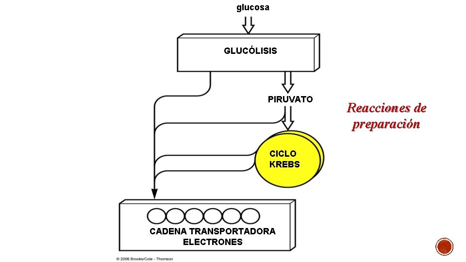glucosa GLUCÓLISIS PIRUVATO CICLO KREBS CADENA TRANSPORTADORA ELECTRONES Reacciones de preparación 
