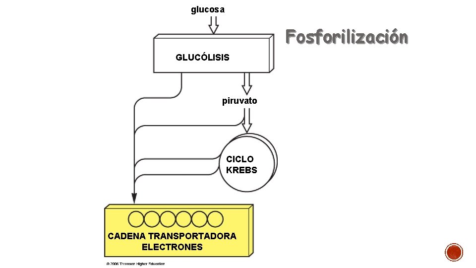 glucosa Fosforilización GLUCÓLISIS piruvato CICLO KREBS CADENA TRANSPORTADORA ELECTRONES 