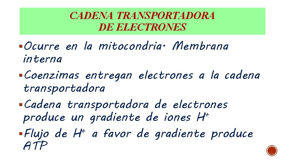 CADENA TRANSPORTADORA DE ELECTRONES §Ocurre en la mitocondria. Membrana interna §Coenzimas entregan electrones a