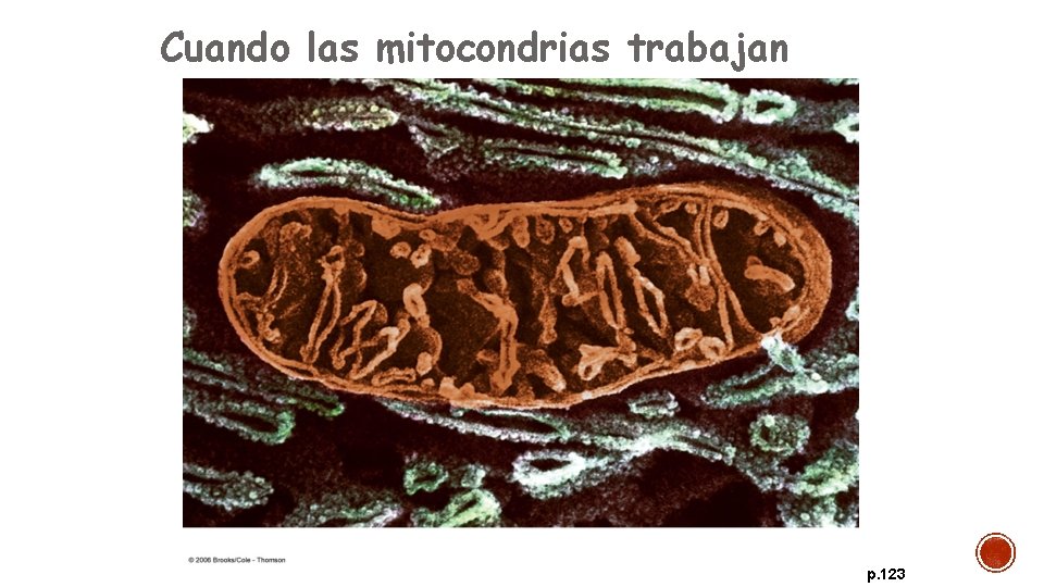Cuando las mitocondrias trabajan p. 123 