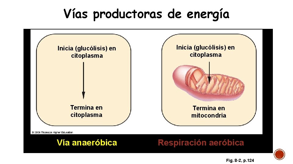 Vías productoras de energía Inicia (glucólisis) en citoplasma Termina en citoplasma Vía anaeróbica Inicia