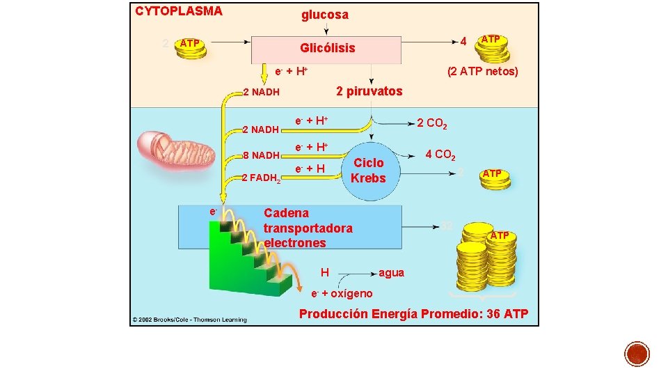 CYTOPLASMA 2 glucosa ATP 4 Glicólisis e- + H + (2 ATP netos) 2