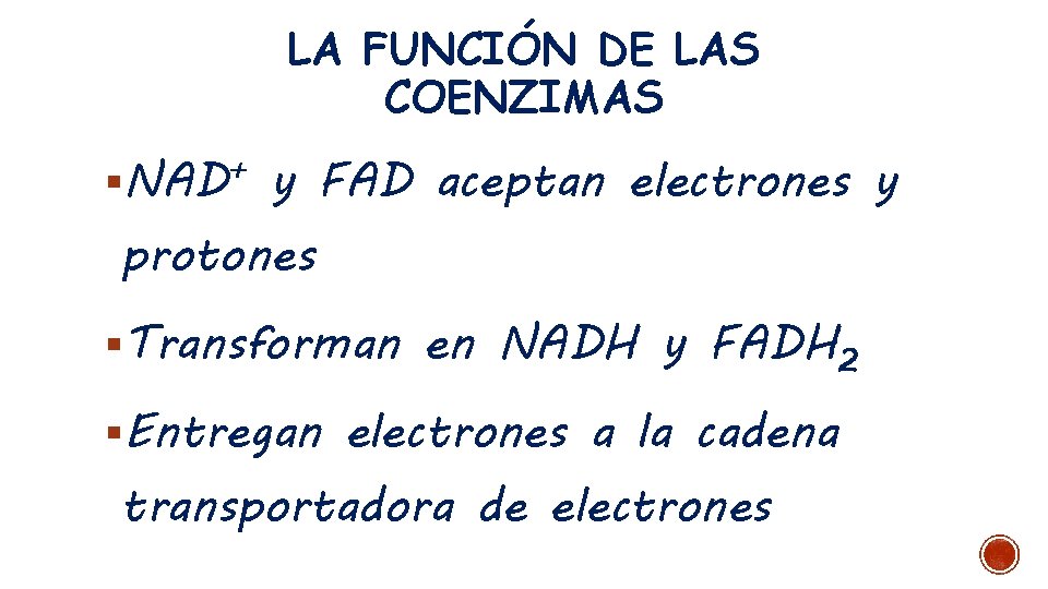 LA FUNCIÓN DE LAS COENZIMAS §NAD+ y FAD aceptan electrones y protones §Transforman en