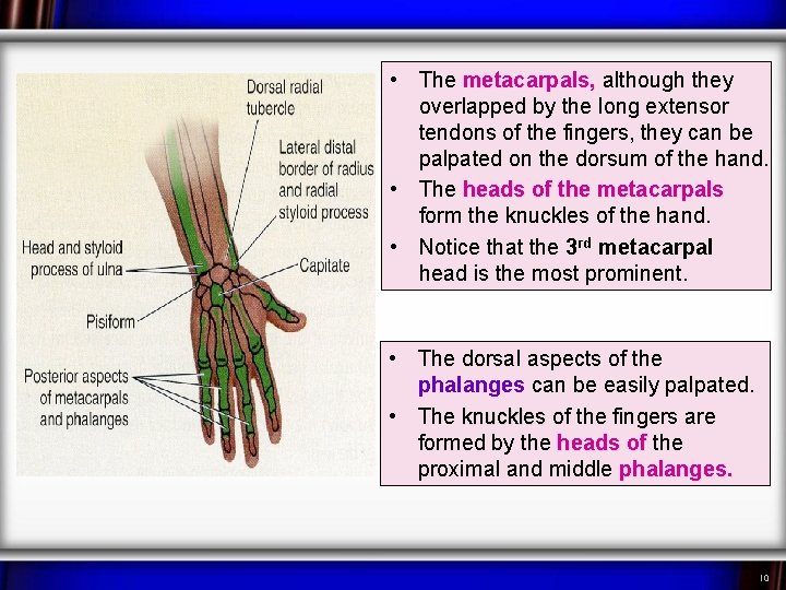  • The metacarpals, although they overlapped by the long extensor tendons of the