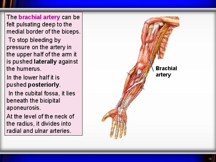 The brachial artery can be felt pulsating deep to the medial border of the
