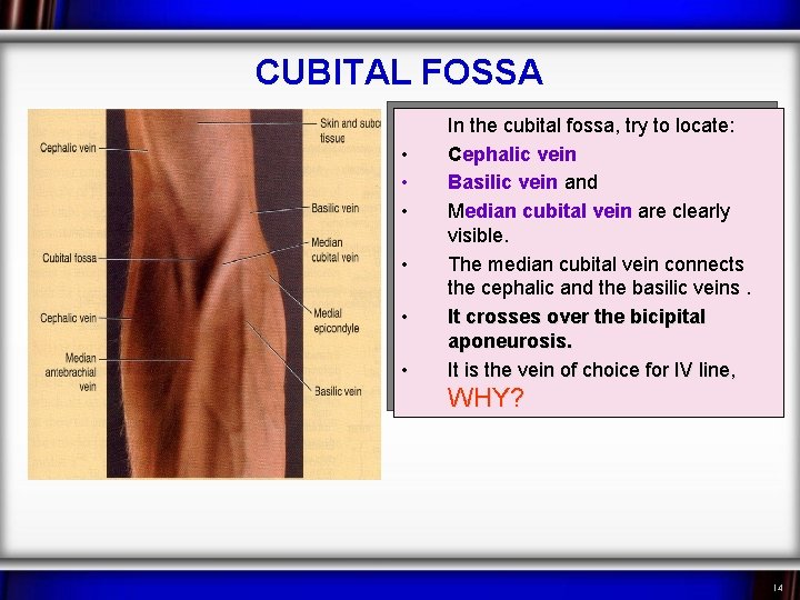 CUBITAL FOSSA • • • In the cubital fossa, try to locate: Cephalic vein