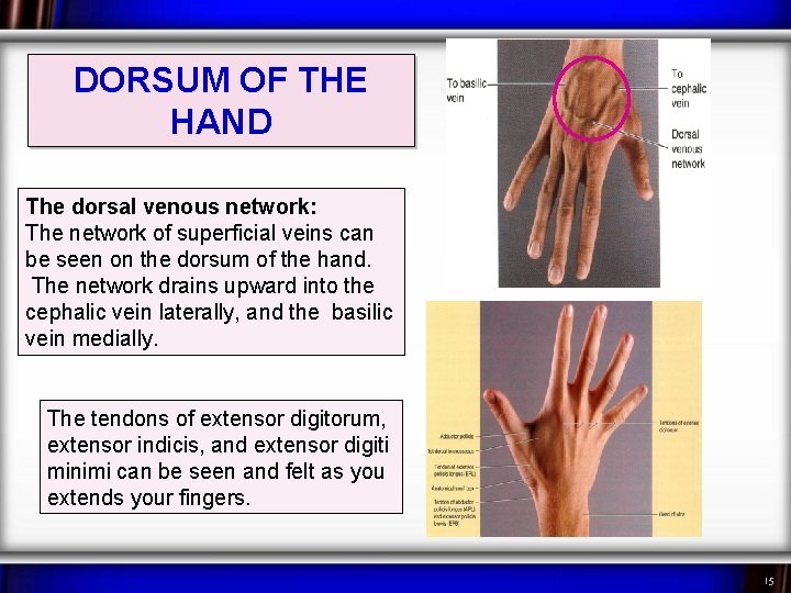 DORSUM OF THE HAND The dorsal venous network: The network of superficial veins can