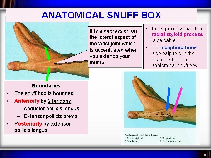ANATOMICAL SNUFF BOX It is a depression on the lateral aspect of the wrist