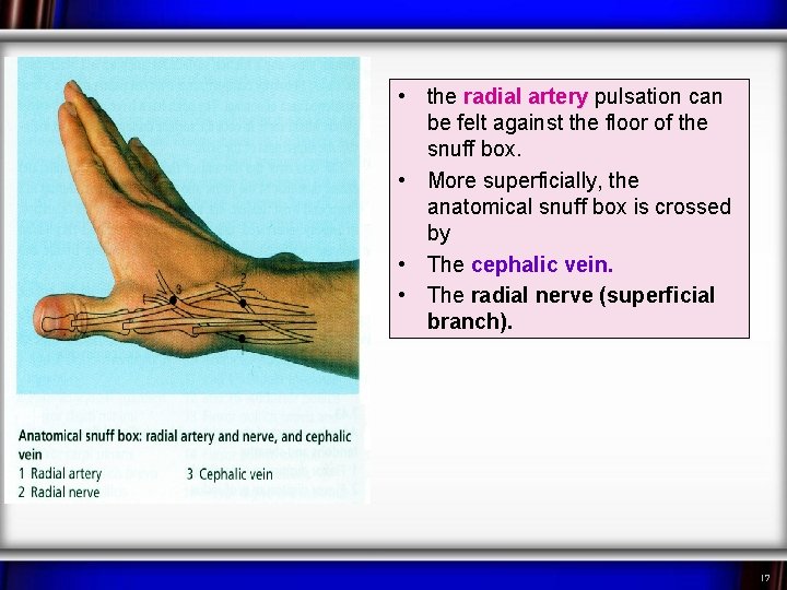  • the radial artery pulsation can be felt against the floor of the
