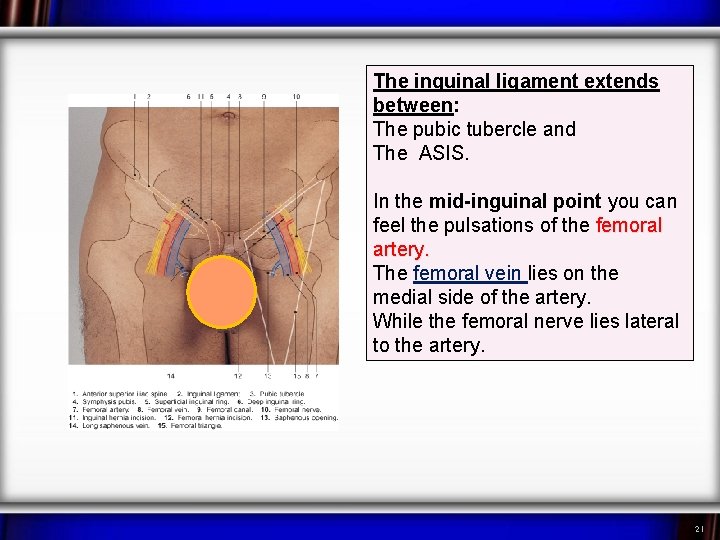 The inguinal ligament extends between: The pubic tubercle and The ASIS. In the mid-inguinal