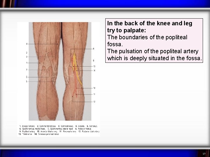 In the back of the knee and leg try to palpate: The boundaries of