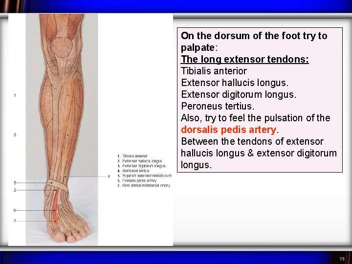 On the dorsum of the foot try to palpate: The long extensor tendons: Tibialis