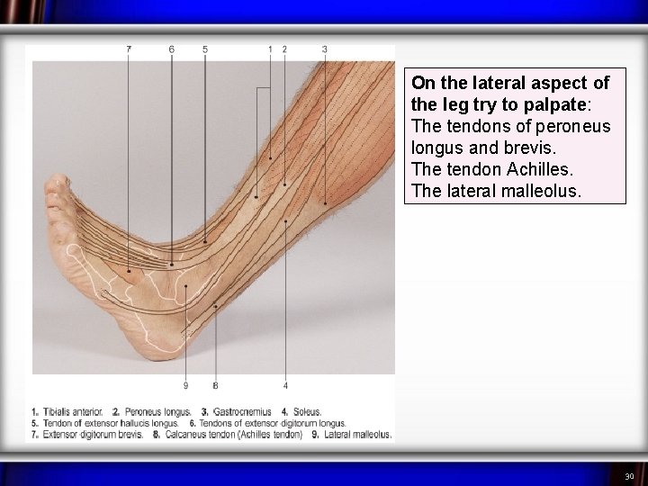On the lateral aspect of the leg try to palpate: The tendons of peroneus