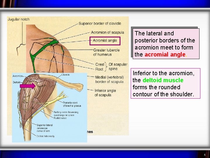 The lateral and posterior borders of the acromion meet to form the acromial angle.