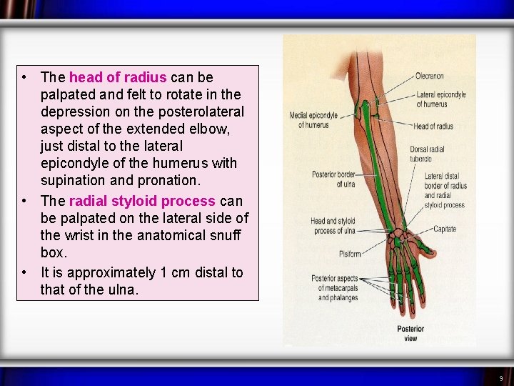  • The head of radius can be palpated and felt to rotate in
