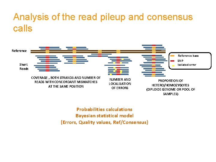 Analysis of the read pileup and consensus calls Reference base SNP Isolated error Short