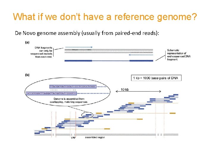 What if we don’t have a reference genome? De Novo genome assembly (usually from