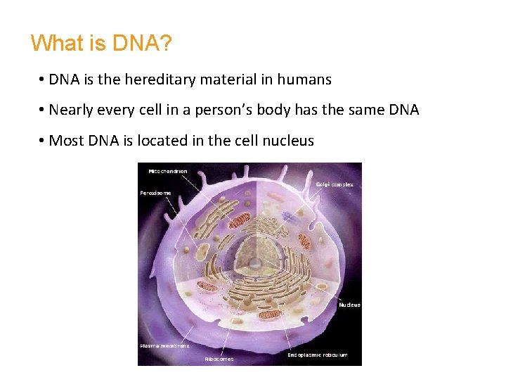 What is DNA? • DNA is the hereditary material in humans • Nearly every