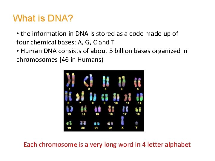 What is DNA? • the information in DNA is stored as a code made