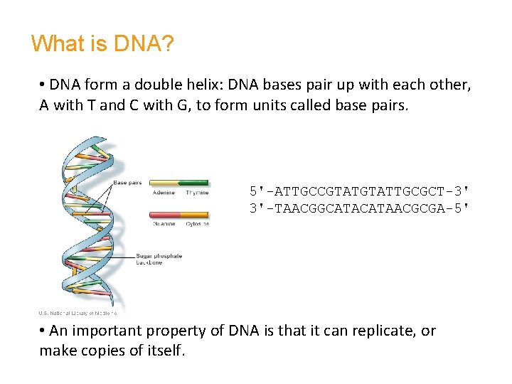 What is DNA? • DNA form a double helix: DNA bases pair up with