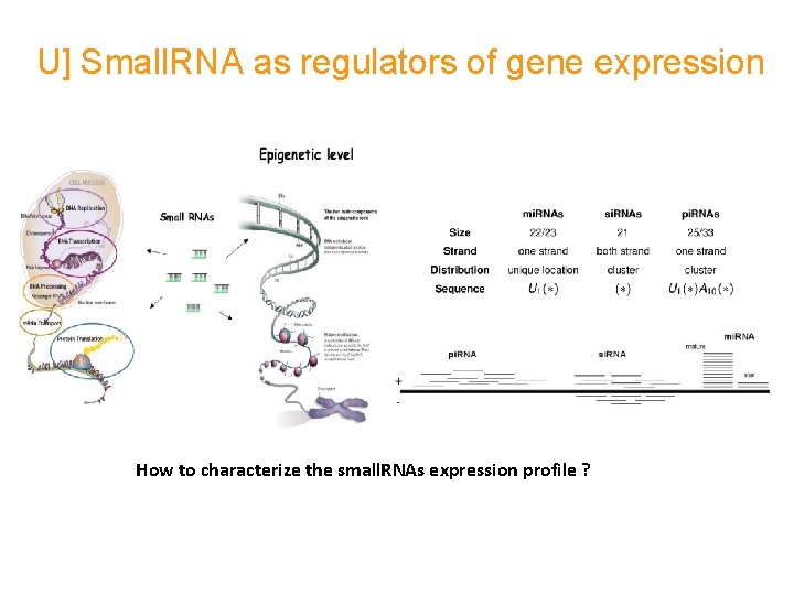 U] Small. RNA as regulators of gene expression How to characterize the small. RNAs