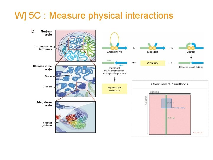W] 5 C : Measure physical interactions From E. Nora 
