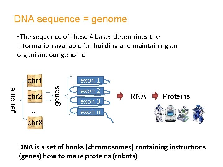 DNA sequence = genome • The sequence of these 4 bases determines the information