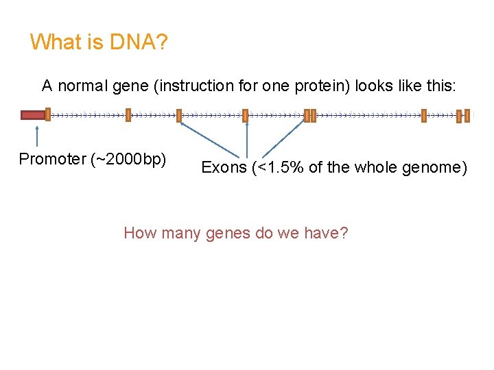 What is DNA? A normal gene (instruction for one protein) looks like this: Promoter