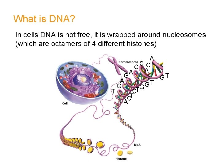 What is DNA? In cells DNA is not free, it is wrapped around nucleosomes