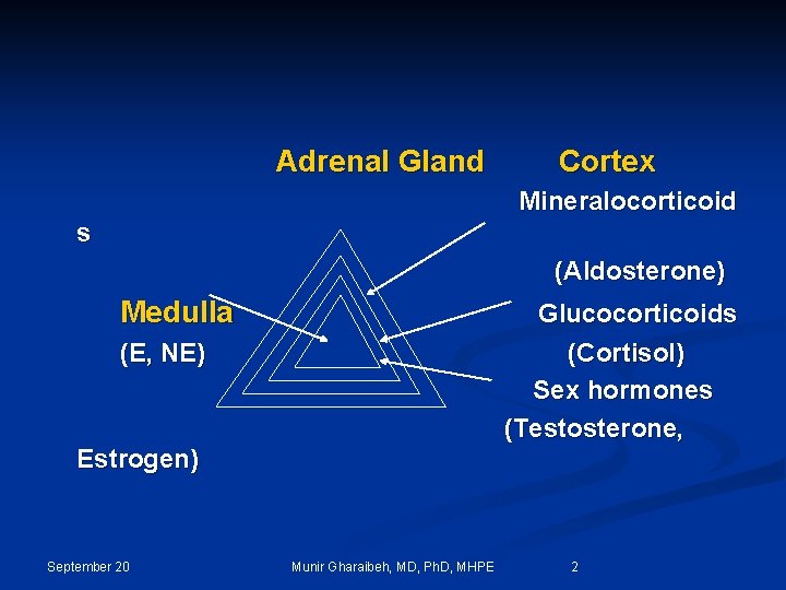 Adrenal Gland Cortex Mineralocorticoid s (Aldosterone) Medulla Glucocorticoids (Cortisol) Sex hormones (Testosterone, (E, NE)