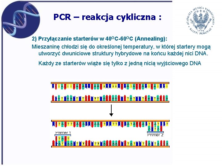 PCR – reakcja cykliczna : 2) Przyłączanie starterów w 40 OC-60 OC (Annealing): Mieszaninę
