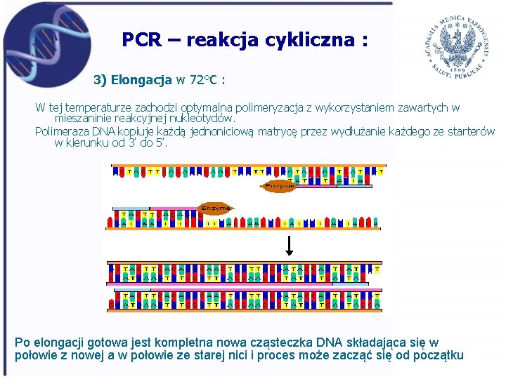 PCR – reakcja cykliczna : 3) Elongacja w 72°C : W tej temperaturze zachodzi