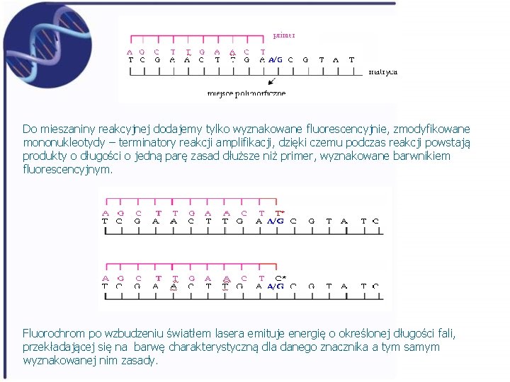 Do mieszaniny reakcyjnej dodajemy tylko wyznakowane fluorescencyjnie, zmodyfikowane mononukleotydy – terminatory reakcji amplifikacji, dzięki