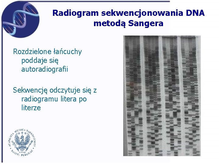 Radiogram sekwencjonowania DNA metodą Sangera Rozdzielone łańcuchy poddaje się autoradiografii Sekwencję odczytuje się z
