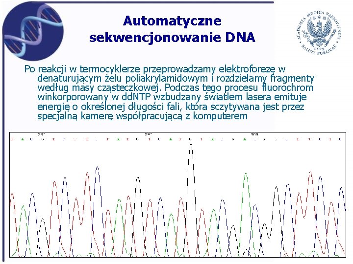 Automatyczne sekwencjonowanie DNA Po reakcji w termocyklerze przeprowadzamy elektroforezę w denaturującym żelu poliakrylamidowym i