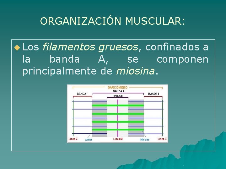 ORGANIZACIÓN MUSCULAR: u Los filamentos gruesos, confinados a la banda A, se componen principalmente