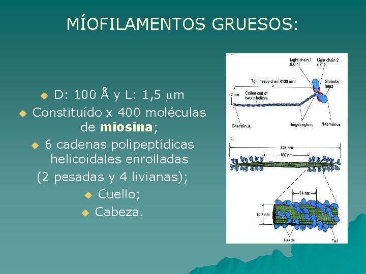 MÍOFILAMENTOS GRUESOS: D: 100 Å y L: 1, 5 m u Constituído x 400