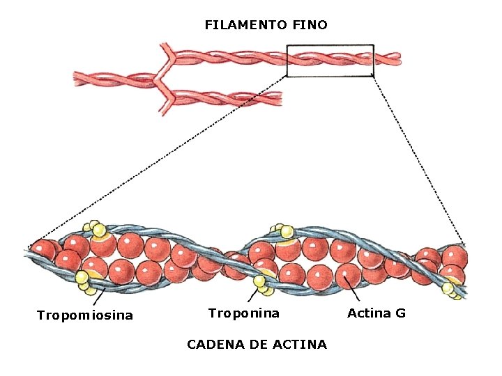 FILAMENTO FINO Tropomiosina Troponina CADENA DE ACTINA Actina G 