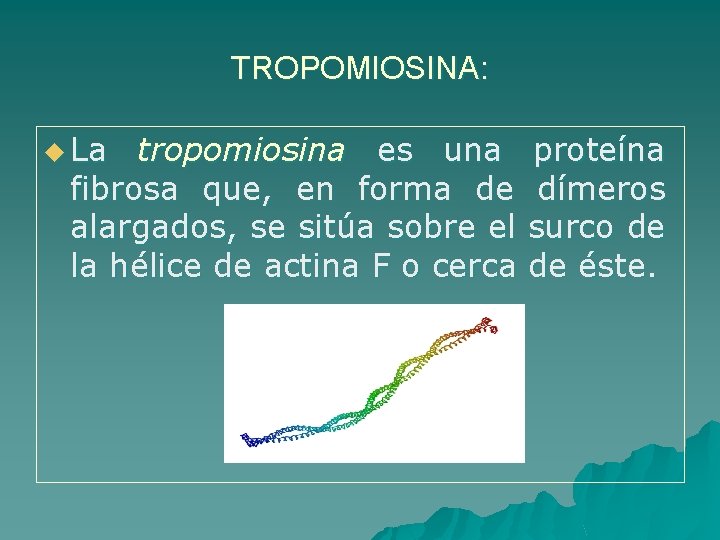 TROPOMIOSINA: u La tropomiosina es una proteína fibrosa que, en forma de dímeros alargados,