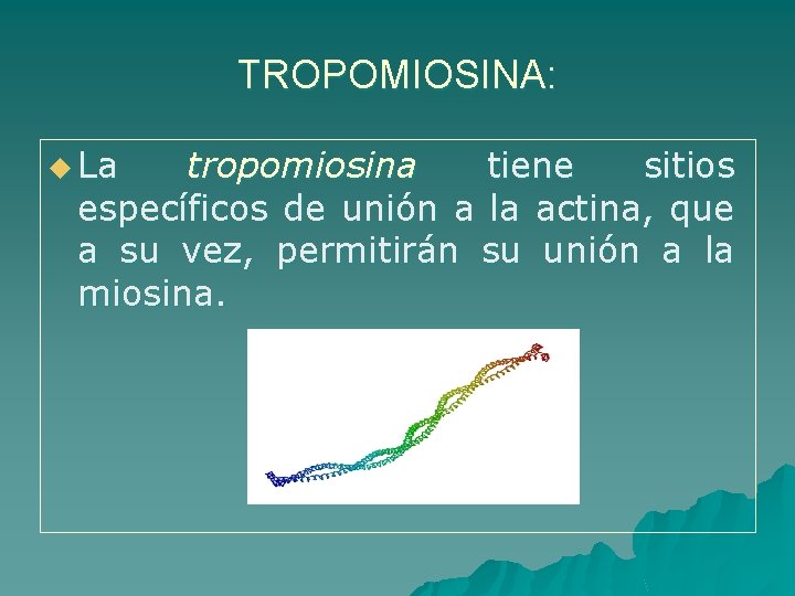 TROPOMIOSINA: u La tropomiosina tiene sitios específicos de unión a la actina, que a